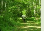 Portage BC news_canoe in woods2.jpg